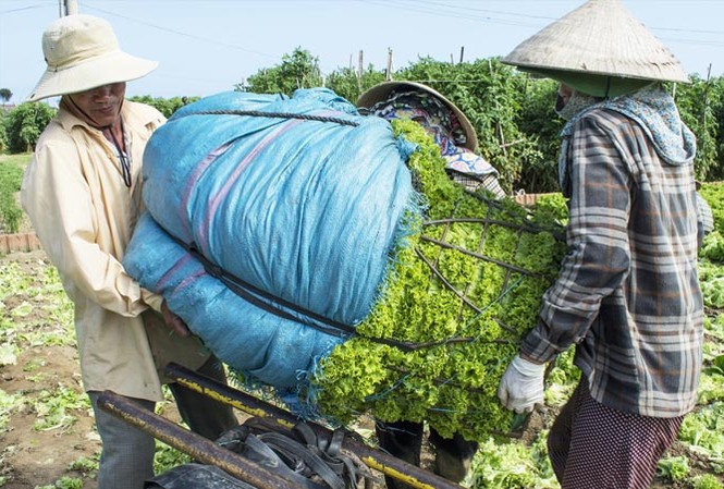 Đau với rau 1.000 đồng: Dân dùng cho bò ăn, bón phân Bao xà lách 3 người khiêng oằn vai, giá chưa tới 100 ngàn đồng. Ảnh: L.V.C