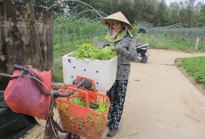 Điệp khúc nước mắt nhà nông “Cả xe rau ni của tui may lắm được mấy chục ngàn”, bà Đinh Thị Luận (thôn Thạch Nham Tây, xã Hòa Phong). Ảnh: Thanh Trần.