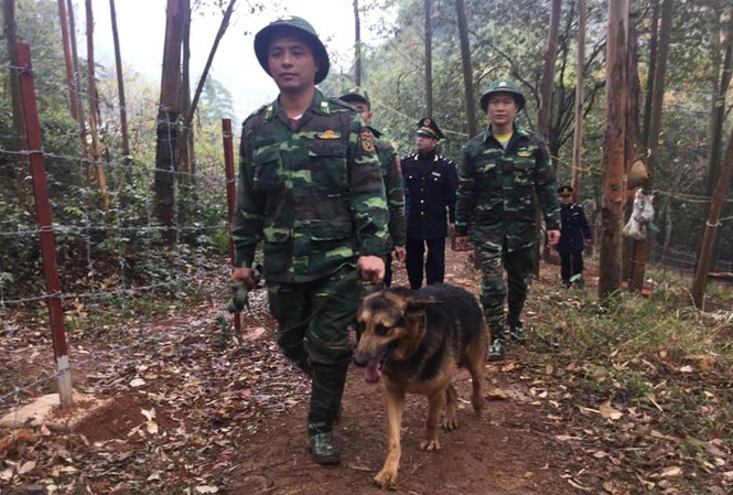 Những người bạn trung thành Cảnh khuyển luôn sát cánh cùng lực lượng Biên phòng trên đồi cao 386. Ảnh: Duy Chiến.