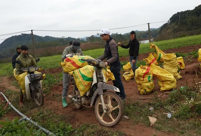 Lạng Sơn 'giải cứu' củ cải Hàng tấn củ cải được tiêu thụ ngay tại ruộng.