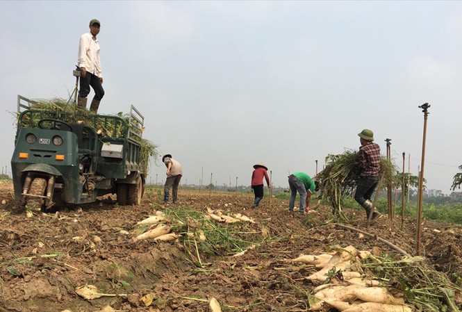 Hàng ngàn tấn củ cải phải đổ bỏ: Không thể cứ mãi giải cứu Thu gom củ cải lên xe để mang đi tiêu hủy.