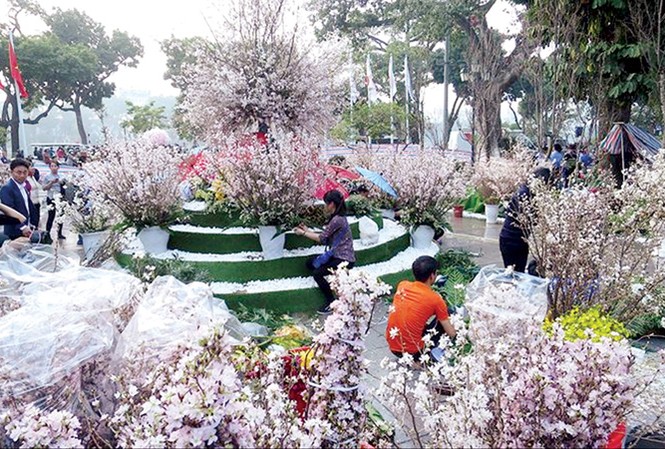 Hà Nội chỉ chấp nhận một Lễ hội hoa anh đào Hà Nội chỉ tổ chức lễ hội hoa anh đào duy nhất.
