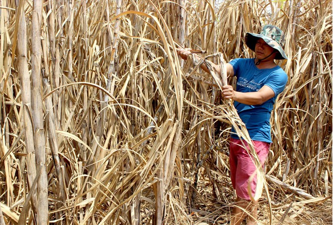Mía quá lứa, nông dân 'ngồi trên lửa' Mía quá lứa, khô héo nằm chờ thu mua.