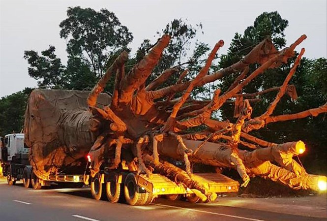 Phạt xe chở cây 'kỳ quái' gần 82 triệu đồng Sau khi đi qua nhiều tỉnh, thành, đoàn xe “quái thú” gồm 3 chiếc tải hạng nặng đã bị lực lượng CSGT TT-Huế phát hiện, xử lý và yêu cầu tạm dừng lưu thông.