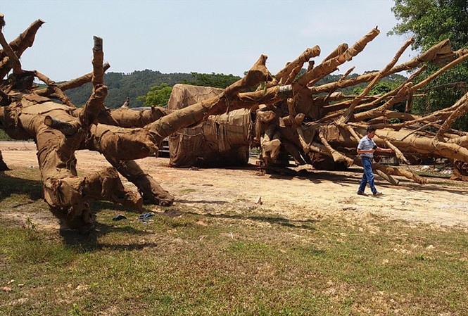 Có người tới nhận cây “siêu khủng” Đến chiều 3/4, chủ nhân của 3 cây cổ thụ vẫn chưa được xác định, cơ quan kiểm lâm TT-Huế đã lập biên bản tạm giữ số cây khủng này.