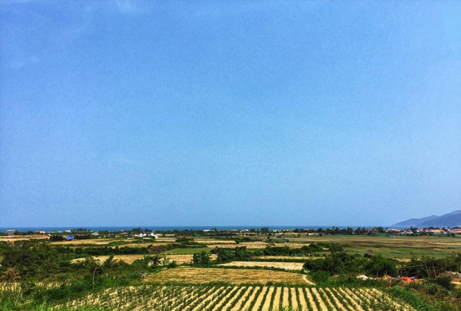 Xa vời thương hiệu tỏi Ninh Hòa Ruộng tỏi Ninh Hòa. Ảnh: Lâm Chiêu Tranh.