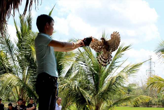 Thuần phục “sát thủ” trên không Chim săn mồi phát hiện, săn mồi nhanh hơn tia chớp.