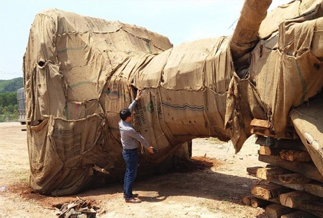 Vụ 3 cây 'khủng' bị tạm giữ tại TT - Huế: Công an vào cuộc Các cây cổ thụ “khủng” bị tạm giữ tại TT-Huế hiện được công an điều tra nguồn gốc, tính pháp lý về khai thác, vận chuyển.