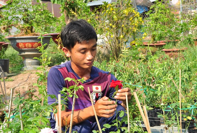 Kỹ sư khởi nghiệp từ hoa hồng ngoại Anh Nguyễn Bé Tâm chăm sóc hoa. Ảnh: Hòa Hội.