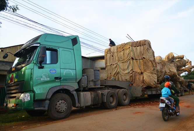 Truy nguồn gốc cây khủng vận chuyển xuyên Việt: Rối như tơ vò Cây khủng chụp ngày 19/12/2017 tại xã Ea Hồ huyện Krông Năng, Đắk Lắk. Ảnh: Hoàng Thiên Nga.