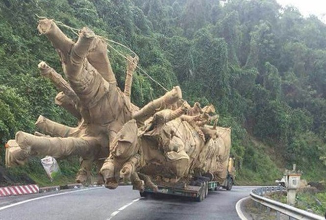 Cây khủng lọt qua hàng loạt tỉnh thành: Hòa cả làng? Cây khủng như cây “quái thú” được vận chuyển qua nhiều tỉnh thành. Ảnh: I.T