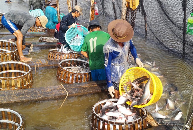 Bẫy thị trường và nguy cơ vỡ trận cá tra Bộ NN&PTNT khuyến cáo, nếu các địa phương thả lỏng cho người dân tự phát nuôi cá tra, sẽ dẫn đến nguy cơ vỡ trận. Ảnh: Bình Phương.