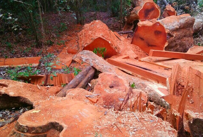 Phá rừng Vườn quốc gia: Biên phòng, Kiểm lâm nhận trách nhiệm Những gốc cây lớn tại hiện trường phá rừng gần đồn BP 741.