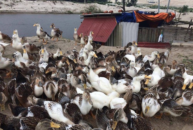 Chàng kiến trúc sư phiêu với vịt biển, lợn rừng Trang trại nuôi heo rừng, vịt biển… của Giáp.