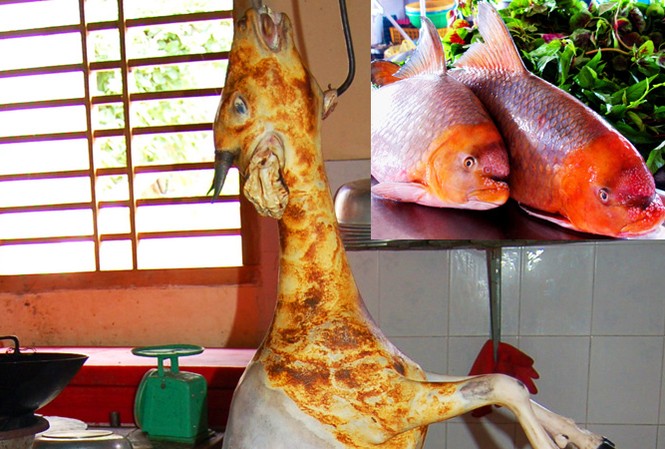 Báo động thú ăn chơi hủy hoại môi trường: Ăn tới... tuyệt chủng! Số phận thê thảm của một con hoẵng (ảnh lớn). Cặp cá mõm trâu vàng đã lên máy bay (ảnh nhỏ).