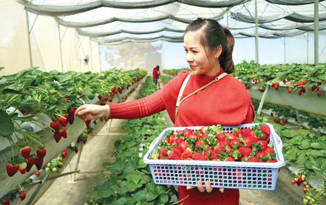 Thời của du lịch canh nông Du khách tự tay chọn những quả dâu ưng ý.