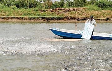 Cá tra giá cao, thiếu nguyên liệu chế biến Nuôi cá tra ở Vĩnh Long. Ảnh: CK