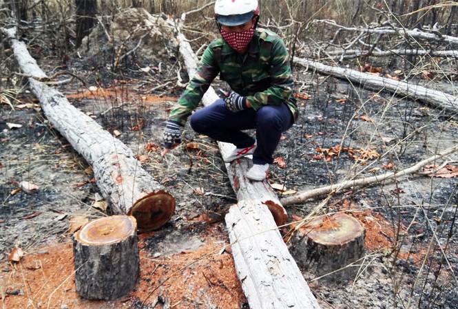 Đắk Lắk xảy ra 99 vụ phá rừng trong tháng đầu năm Rừng huyện Ea Súp bị tàn phá