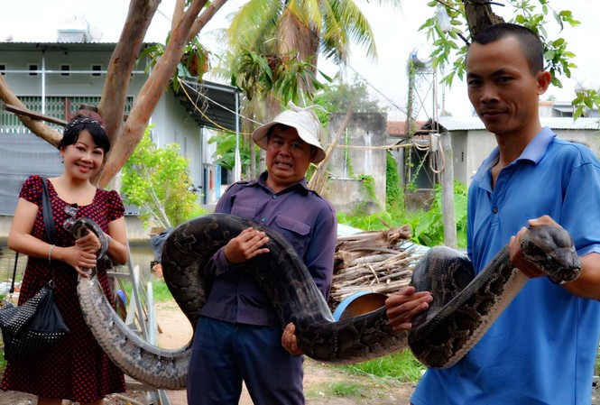 Cặp trăn 'cưng' khổng lồ ở Ayunpa Con trăn cái nặng khoảng 1 tạ. Ảnh Phạm Đức