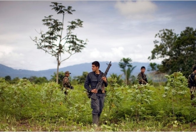 Peru bắt giữ 50 người buôn ma túy tại biên giới Colombia Cảnh sát Peru tuần tra trên cánh đồng coca. (Nguồn: Insight Crime)