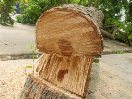 Lâm tặc lại chặt trộm sưa Lâm tặc lại chặt trộm sưa