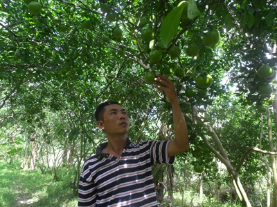 Biến đất phèn thành cánh đồng trăm triệu Biến đất phèn thành cánh đồng trăm triệu