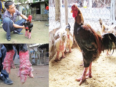 Gà biếu tiền triệu 'cháy hàng' Gà biếu tiền triệu 'cháy hàng'