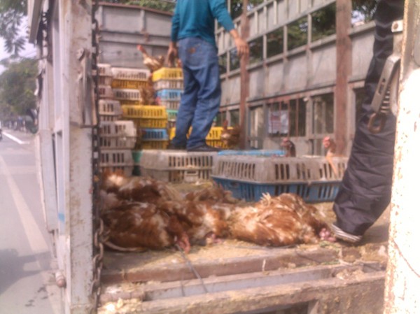 Một tấn gà lậu lọt vào TP Hạ Long Một tấn gà lậu lọt vào TP Hạ Long