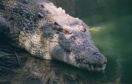 Hoảng hồn vì hàng trăm cá sấu sổng chuồng Hoảng hồn vì hàng trăm cá sấu sổng chuồng