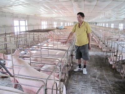 Chăn nuôi lớn ngồi chờ phá sản Chăn nuôi lớn ngồi chờ phá sản