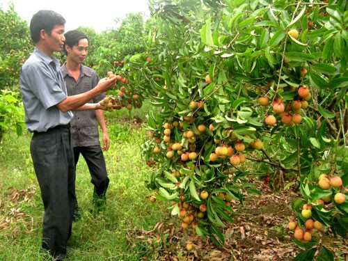 Ồ ạt thu mua lá vải thiều Ồ ạt thu mua lá vải thiều
