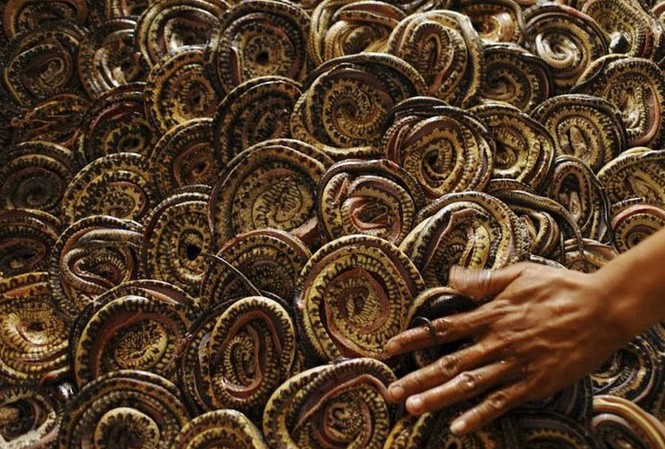 Đột nhập lò giết mổ rắn ở Indonesia Lò giết mổ rắn ở Wakira, Indonesia