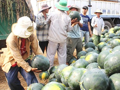 Thương lái Trung Quốc ép giá dưa hấu miền Trung Thương lái Trung Quốc ép giá dưa hấu miền Trung