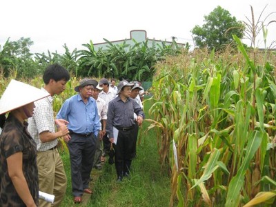5 giống ngô công nghệ sinh học cho hiệu quả cao 5 giống ngô công nghệ sinh học cho hiệu quả cao