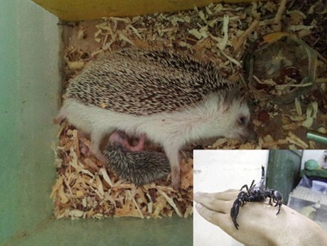 Mốt chơi quái dị: “Đẳng cấp” qua thú cưng Mốt chơi quái dị: “Đẳng cấp” qua thú cưng