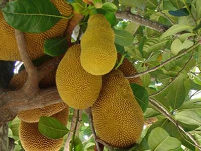 Cây mít: Vị thuốc an toàn cho trẻ nhỏ Cây mít: Vị thuốc an toàn cho trẻ nhỏ