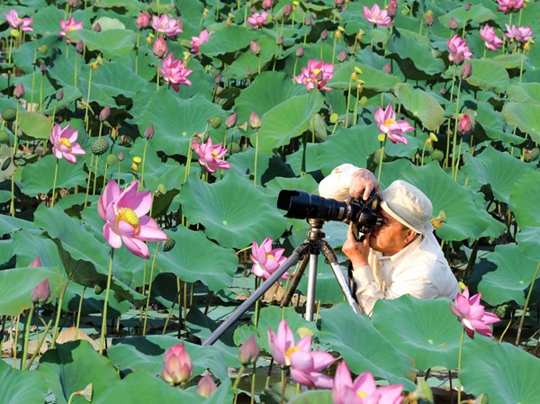 Vu Lan này Huế có Sen và Mẹ Trần Bíc đang tác nghiệp