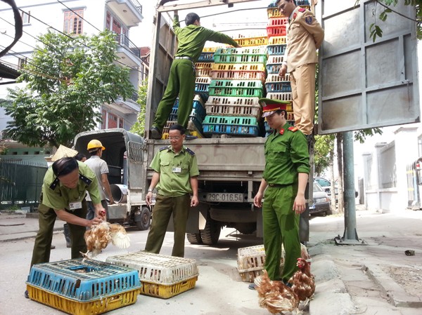 Bắt giữ bốn tấn gà thải Trung Quốc về Thủ đô Xe chở gà lậu bị cơ quan chức năng bắt giữ