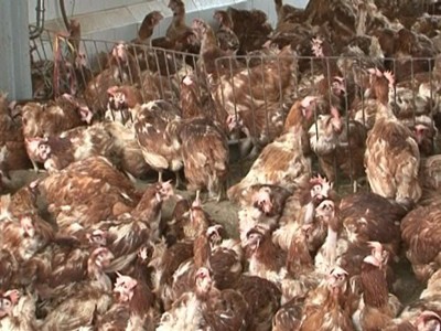 Chưa có quy chuẩn 'gác' gà thải loại nhập khẩu Chưa có quy chuẩn 'gác' gà thải loại nhập khẩu