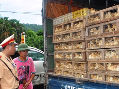Buôn gà lậu lãi ngang... ma túy Buôn gà lậu lãi ngang... ma túy