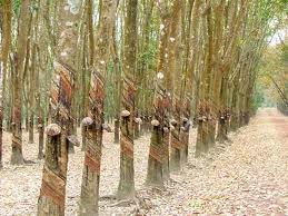 Vác dao giải cứu con gái, rượt ‘yêu râu xanh’ xách quần bỏ chạy Vác dao giải cứu con gái, rượt ‘yêu râu xanh’ xách quần bỏ chạy