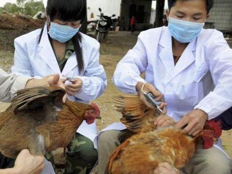 Cúm gia cầm H7N9 đang lây lan ở miền nam Trung Quốc Tiêm phòng cúm cho gia cầm ở Trung Quốc