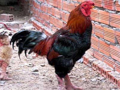 Thêm nhiều đặc sản Tết tiền triệu Thêm nhiều đặc sản Tết tiền triệu