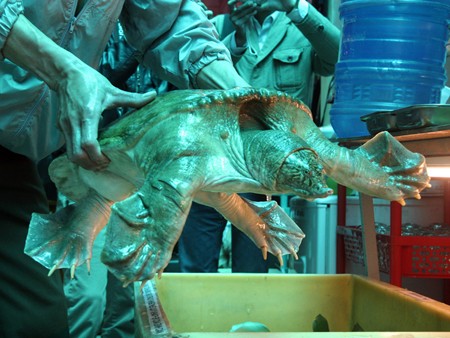 Giải cứu ba ba quý hiếm đang chờ lên bàn nhậu Giải cứu ba ba quý hiếm đang chờ lên bàn nhậu
