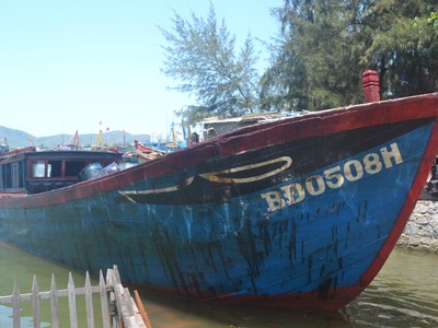 Đã thống kê được thiệt hại cá chết do dầu tràn Đã thống kê được thiệt hại cá chết do dầu tràn