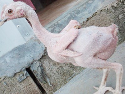Kỳ lạ gà trụi lông Kỳ lạ gà trụi lông