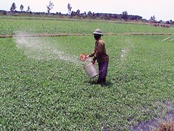 Hãi hùng “công nghệ” trồng rau muống: Dồn dập “đánh” thuốc Hãi hùng “công nghệ” trồng rau muống: Dồn dập “đánh” thuốc