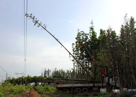 Tạm giữ 3 người liên quan mất điện toàn miền Nam Tạm giữ 3 người liên quan mất điện toàn miền Nam