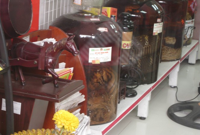 Thực hư hổ con ngâm trong hũ rượu Thực hư hổ con ngâm trong hũ rượu