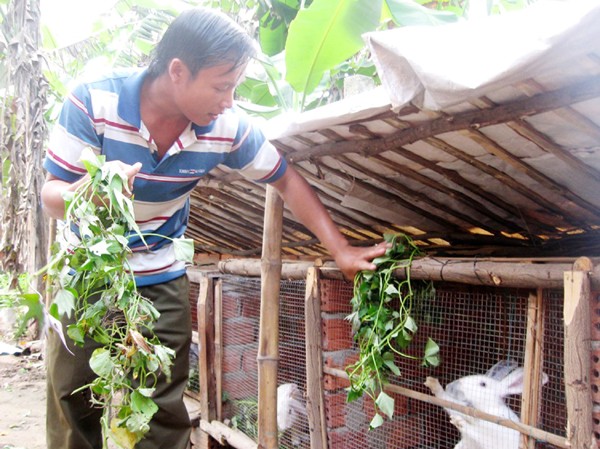 Làm giàu trên ao nhà Ngô Ngọc Hưng chăm sóc đàn thỏ mới đầu tư. Ảnh: H. Văn